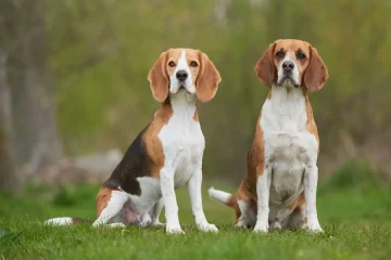 Can a Spayed Female Dog Still Attract Males