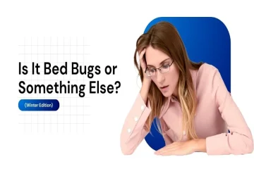 Bed Bugs