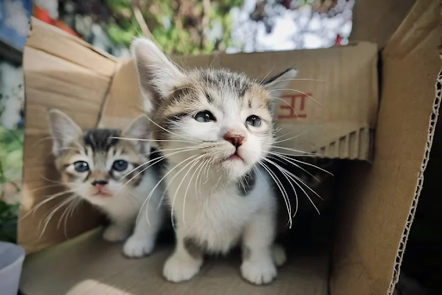 Comprehensive Guide on Importing Cats to Singapore Rules, Regulations, and Tips