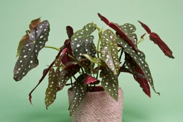 Forellenbegonie Care